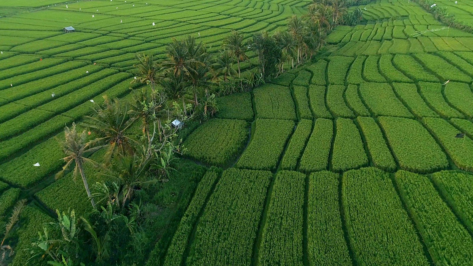 Aerial view of a tropical agricultural landscape with green rice paddies arranged in curved patterns, palm trees lining a waterway, and scattered buildings, showing the patchwork of cultivated fields typical of Southeast Asian farming regions.