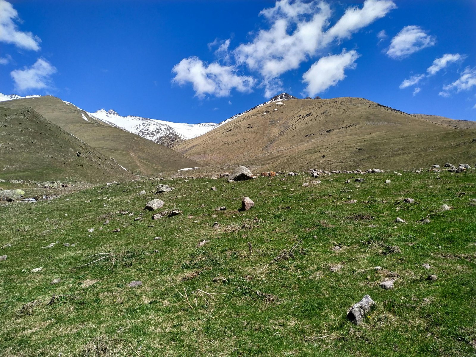 A wide landscape view of a high-altitude alpine grassland plateau with sparse vegetation, scattered rocks, and bare mountains in the background under a blue sky with white clouds.