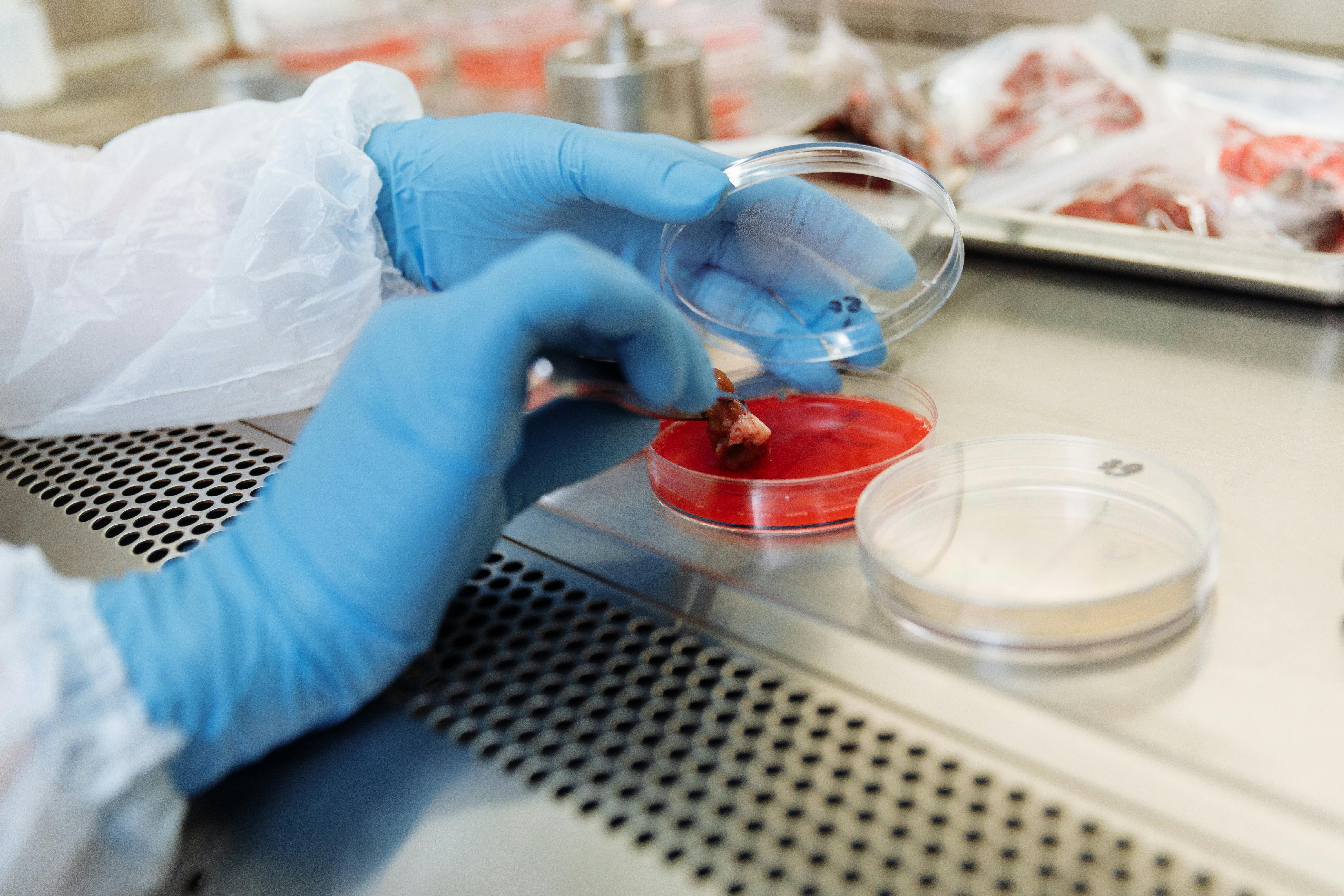 Gut microbiota metabolic reprogramming may drive metabolic disease