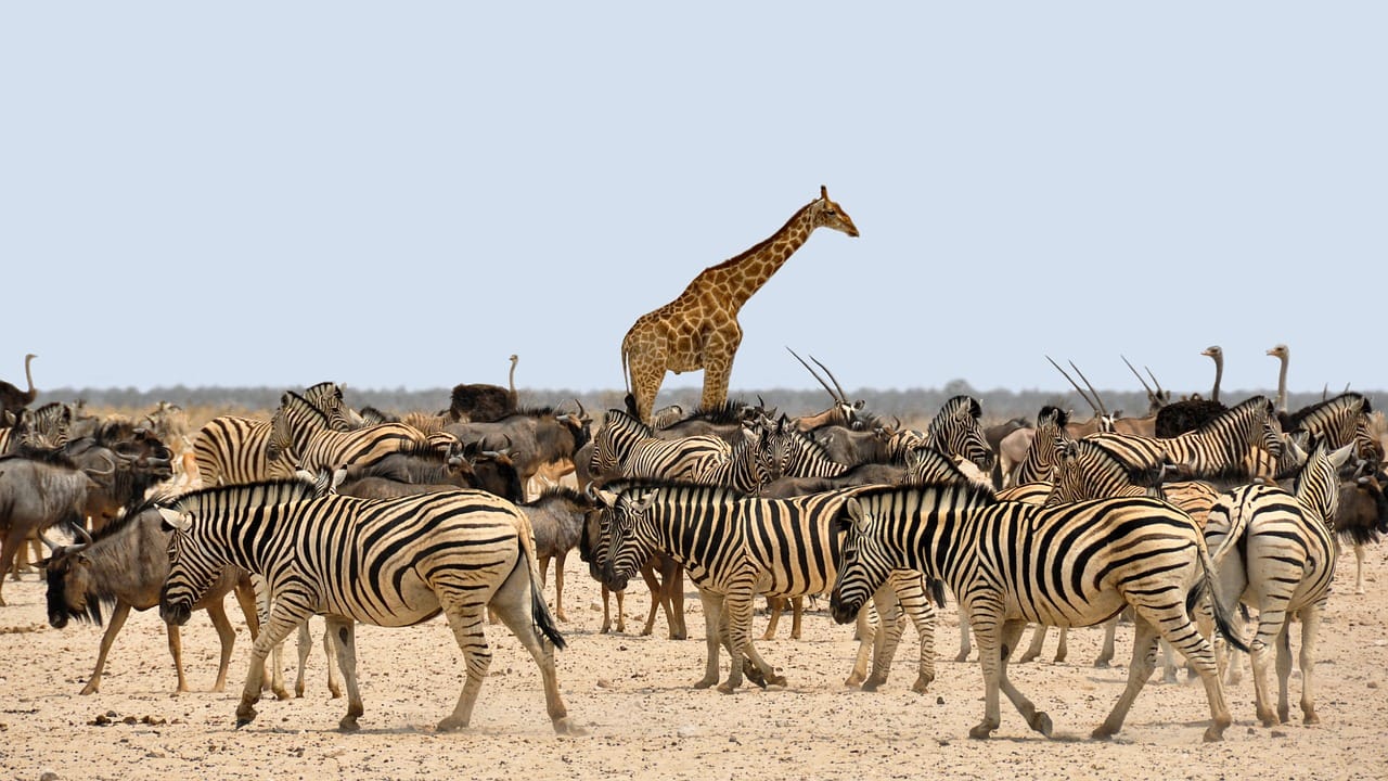 Sentient animals are judged more convincing bearers of intrinsic value