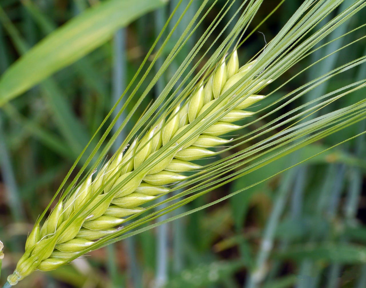 A close-up photograph of a mature barley grain head with characteristic long awns against a blurred green background of additional barley plants.