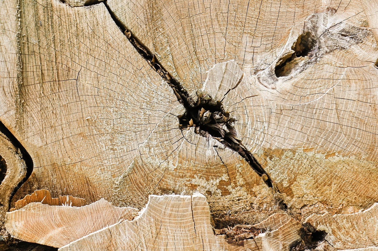 A close-up overhead view of a freshly cut tree stump showing concentric tree rings in the wood, with a black measuring line or scale overlaid across the rings.