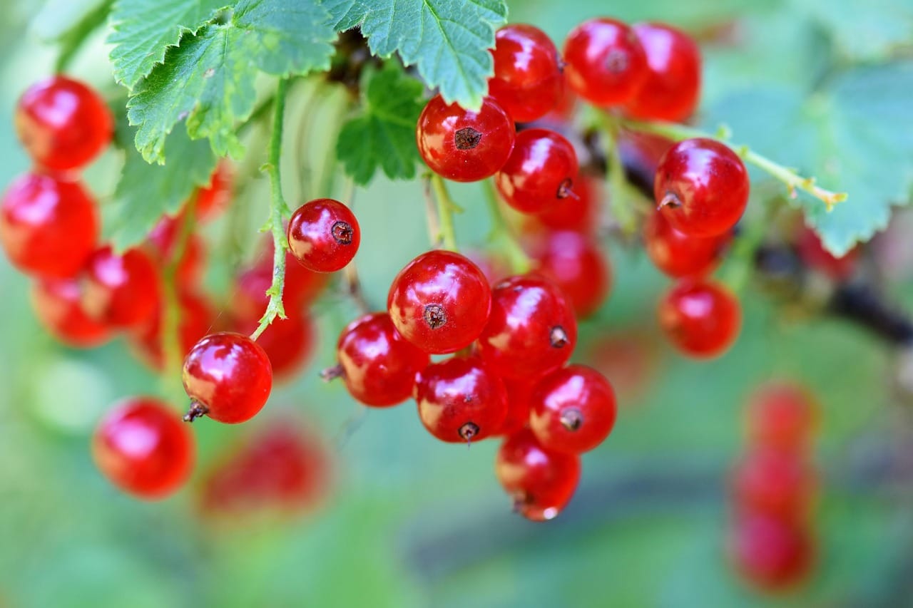 Plant polyphenols are linked to antioxidant and anti-inflammatory mechanisms