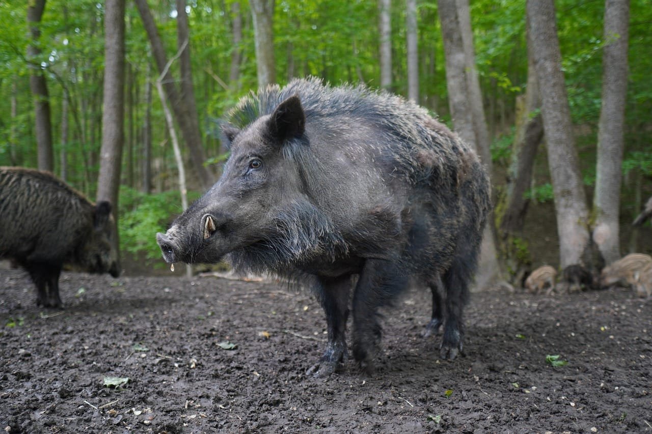 Wild boar and domestic pig gut microbes differ by diet and lifestyle