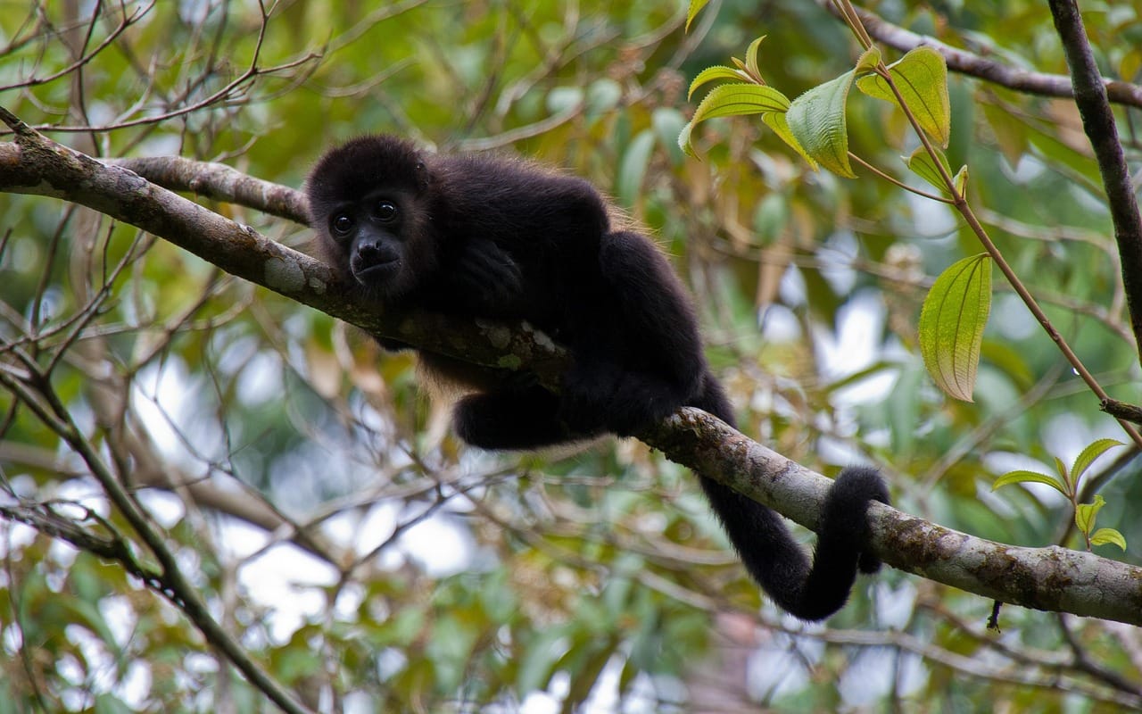 Howler monkey females change flower eating across reproductive states