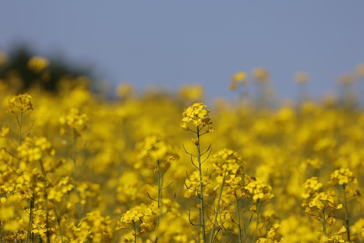 BrDMC1 helps pollen meiosis tolerate heat in Brassica rapa