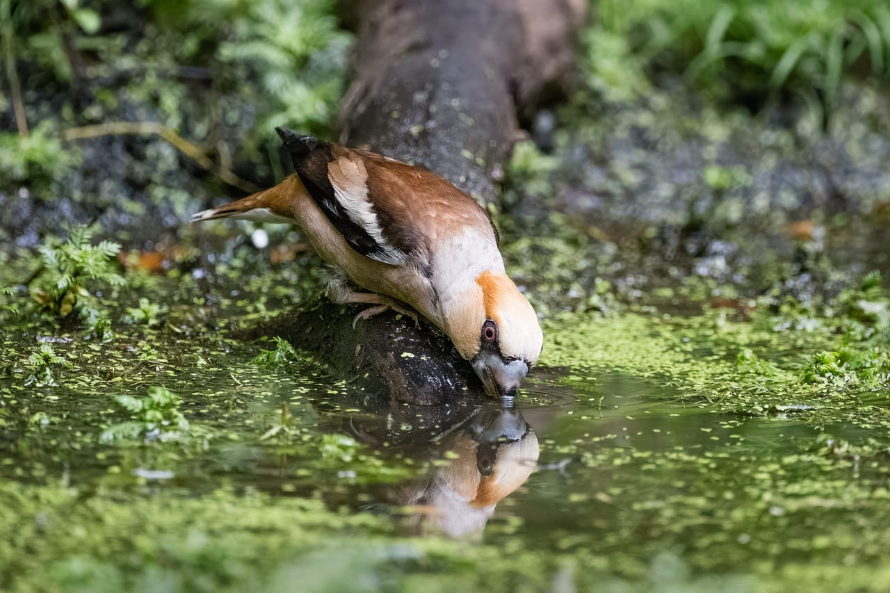 A bird with brown and white plumage stands on mossy ground near a stream in a natural riparian habitat with green vegetation and rocks visible.