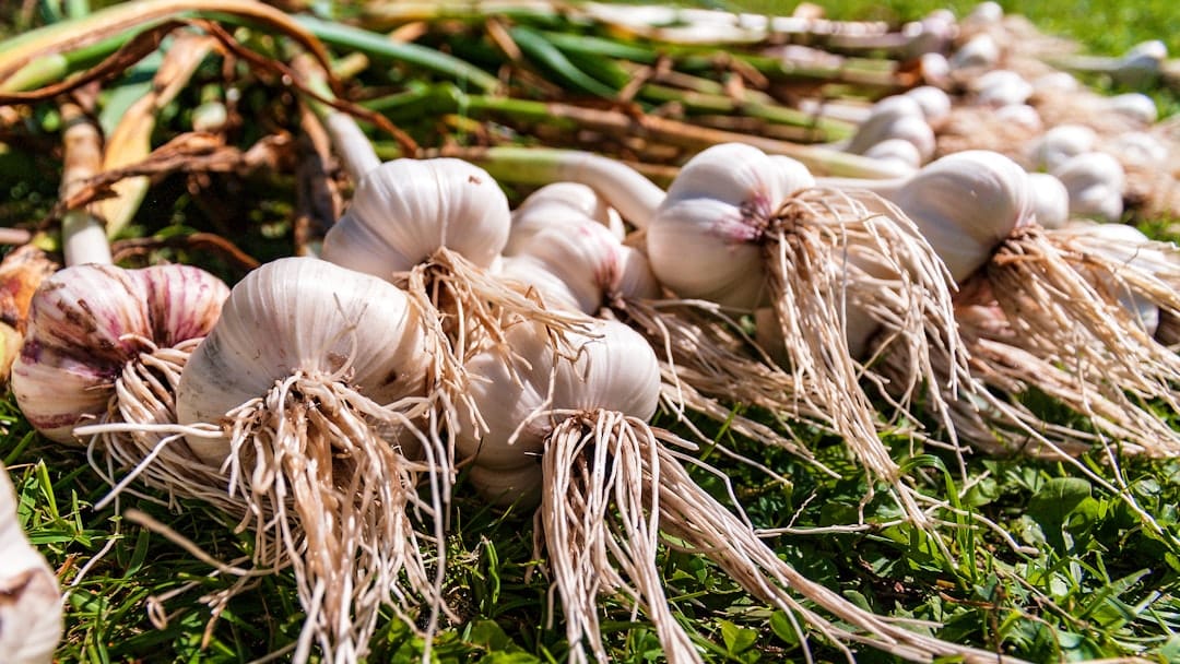 Molecular markers improved garlic characterization and conservation