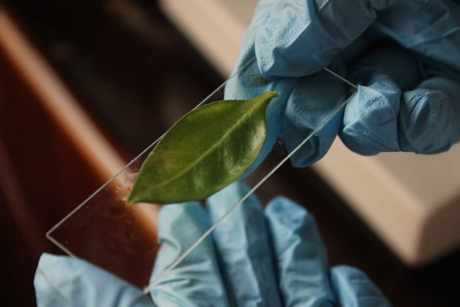CAM photosynthesis may have aided early Triassic plant survival