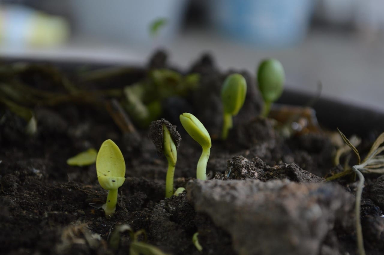 Wind shear strengthens soil moisture effects on thunderstorm growth