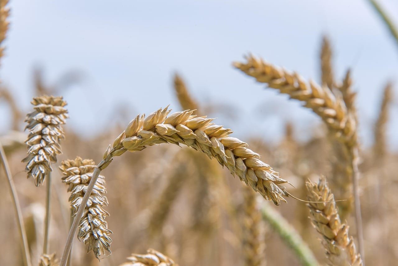 Integrated SNP markers distinguished wheat genotypes and selection signals