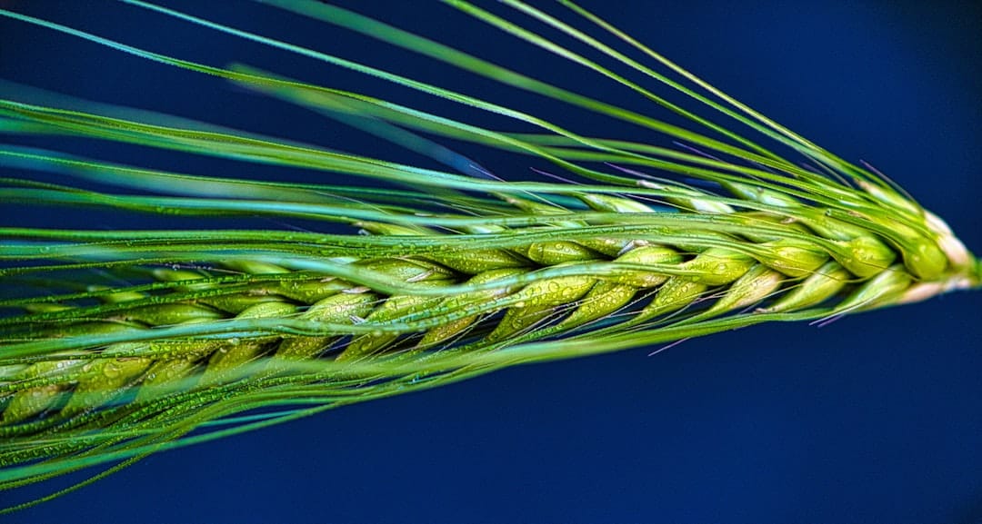 Agricultural and Biological Sciences research