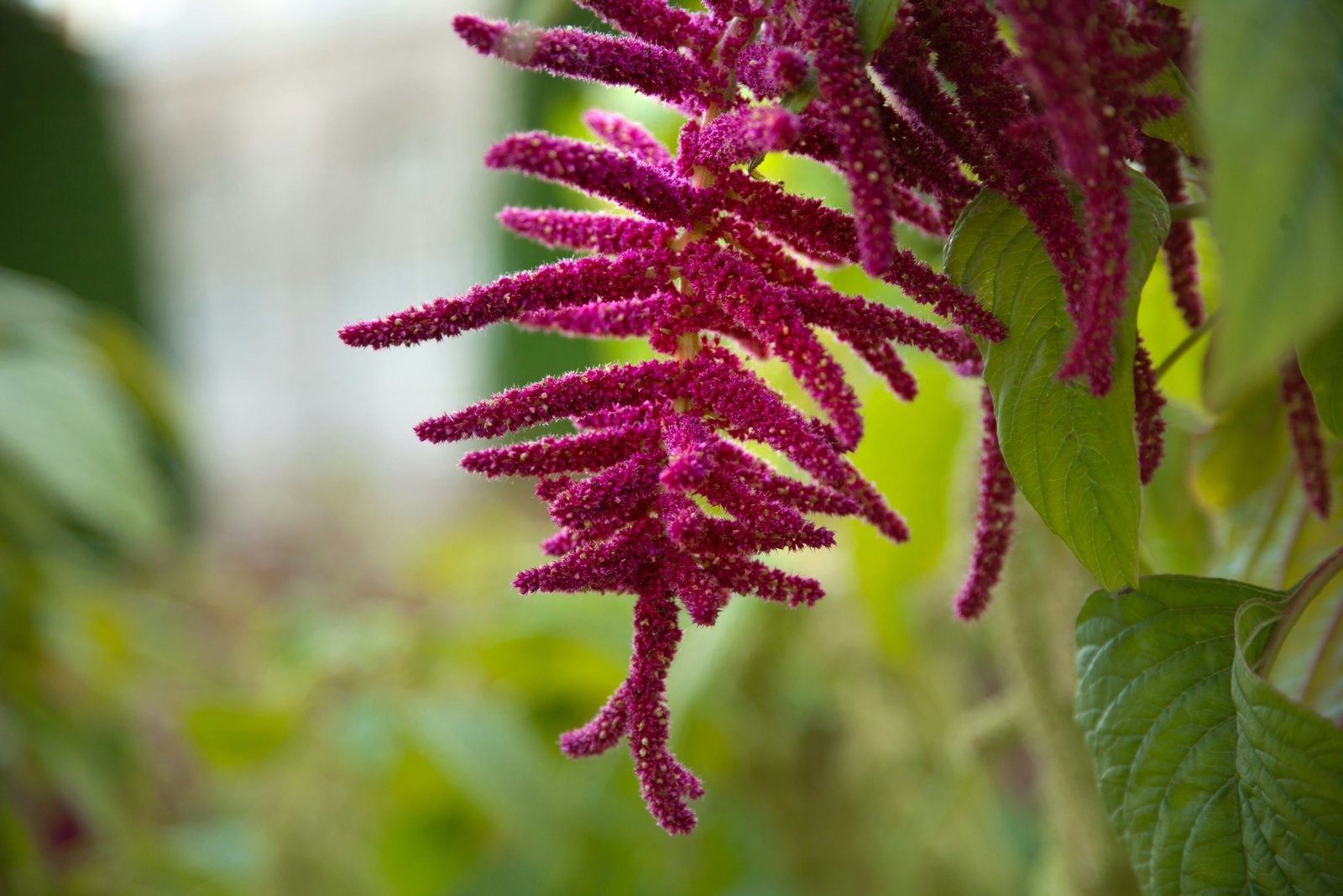 Amaranth seed protein composition mapped across environments