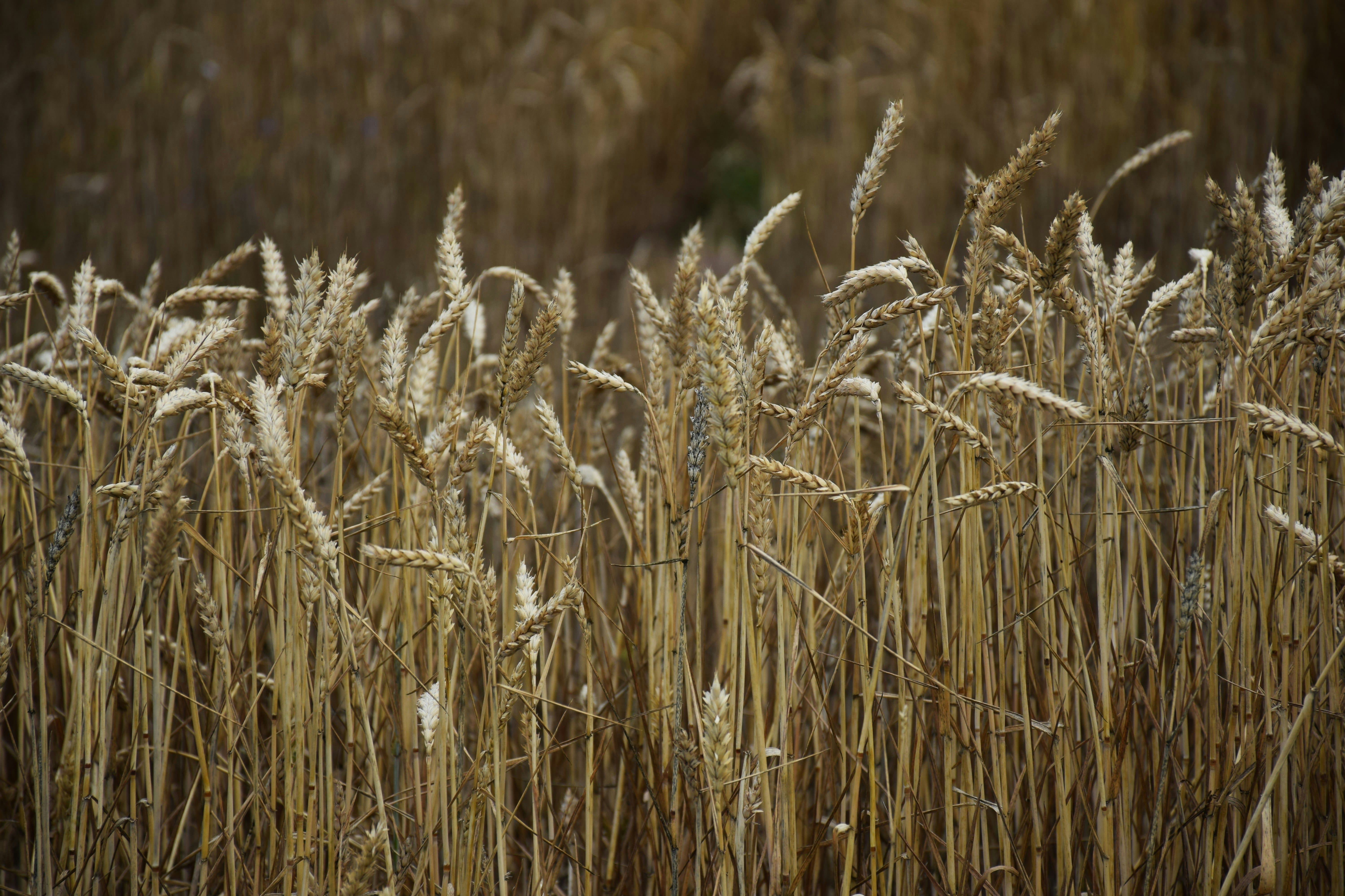 Blockchain-certified Sicilian grains drew consumer interest