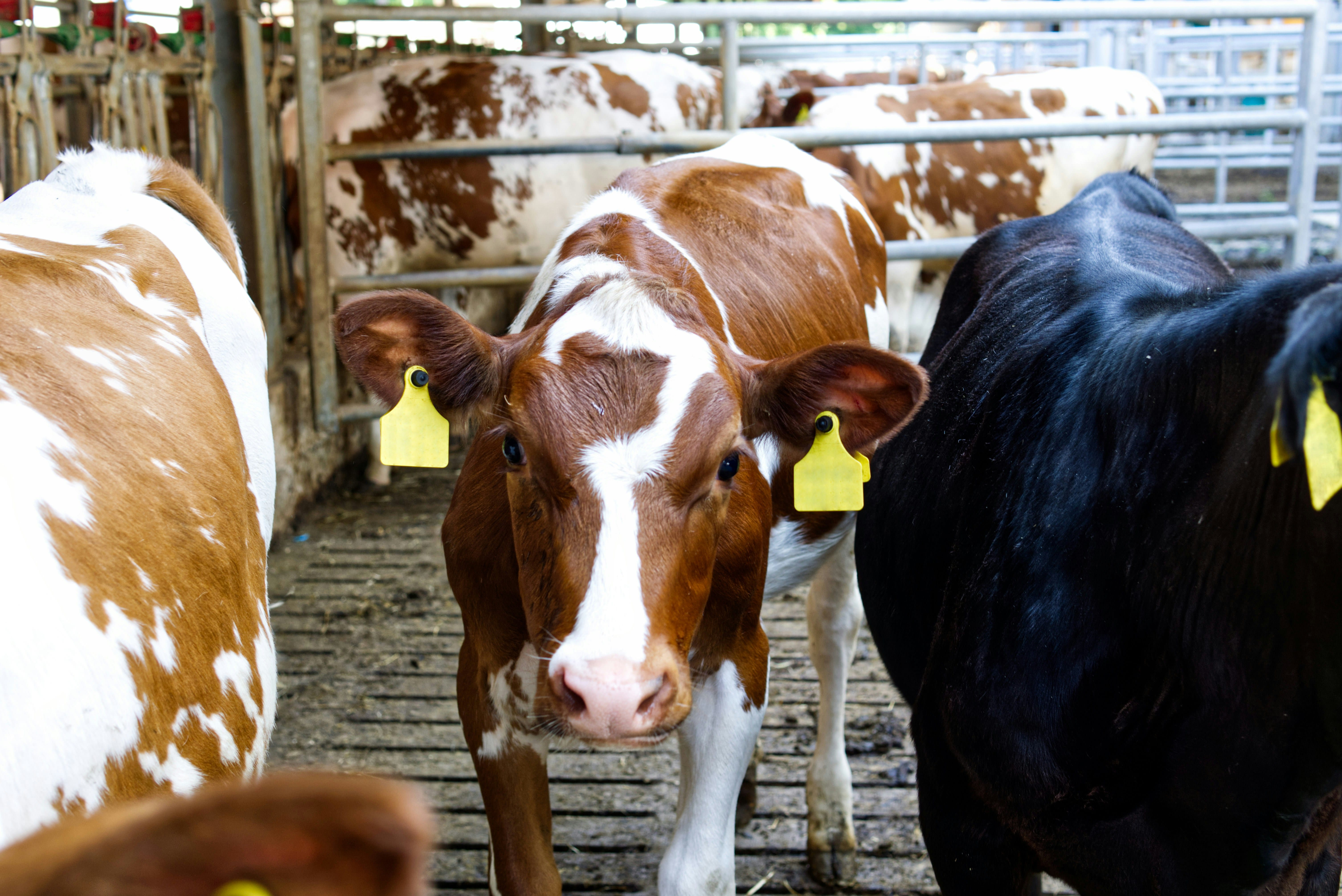 Result-based contracts appear more acceptable for dairy methane reduction