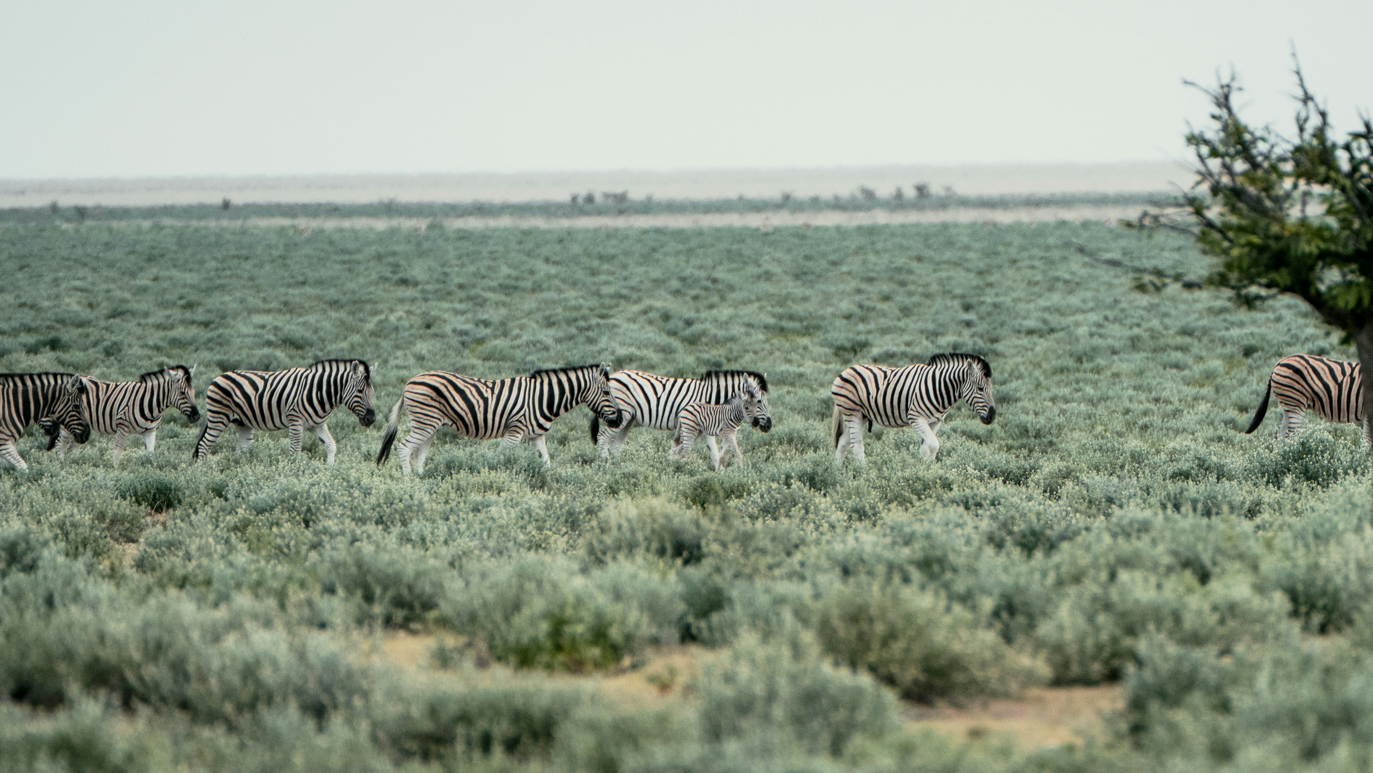 A group of zebras grazes together in a sparse, arid natural grassland with scattered shrubby vegetation under an overcast sky.