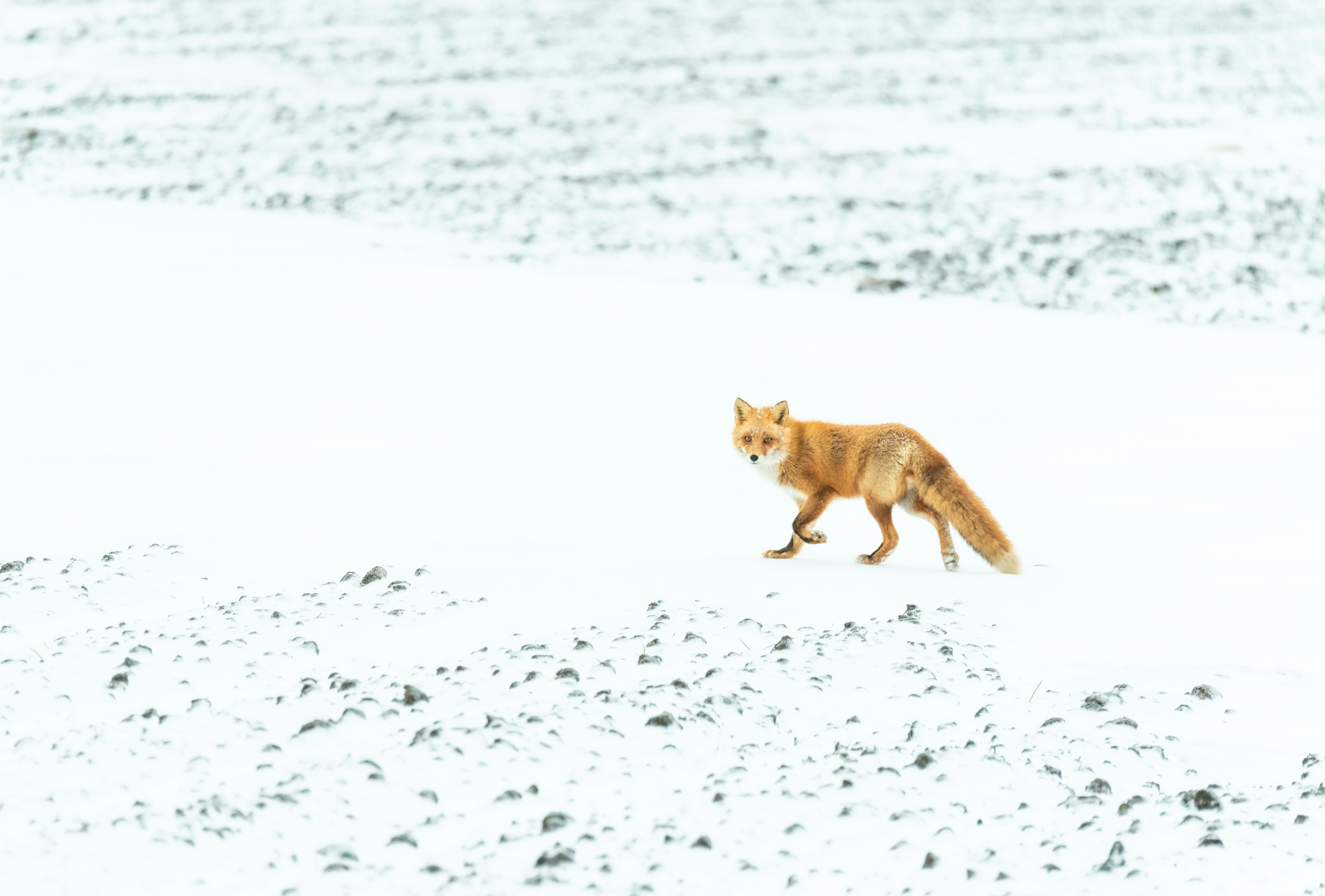 Red fox harvest levels may prevent growth but not decline