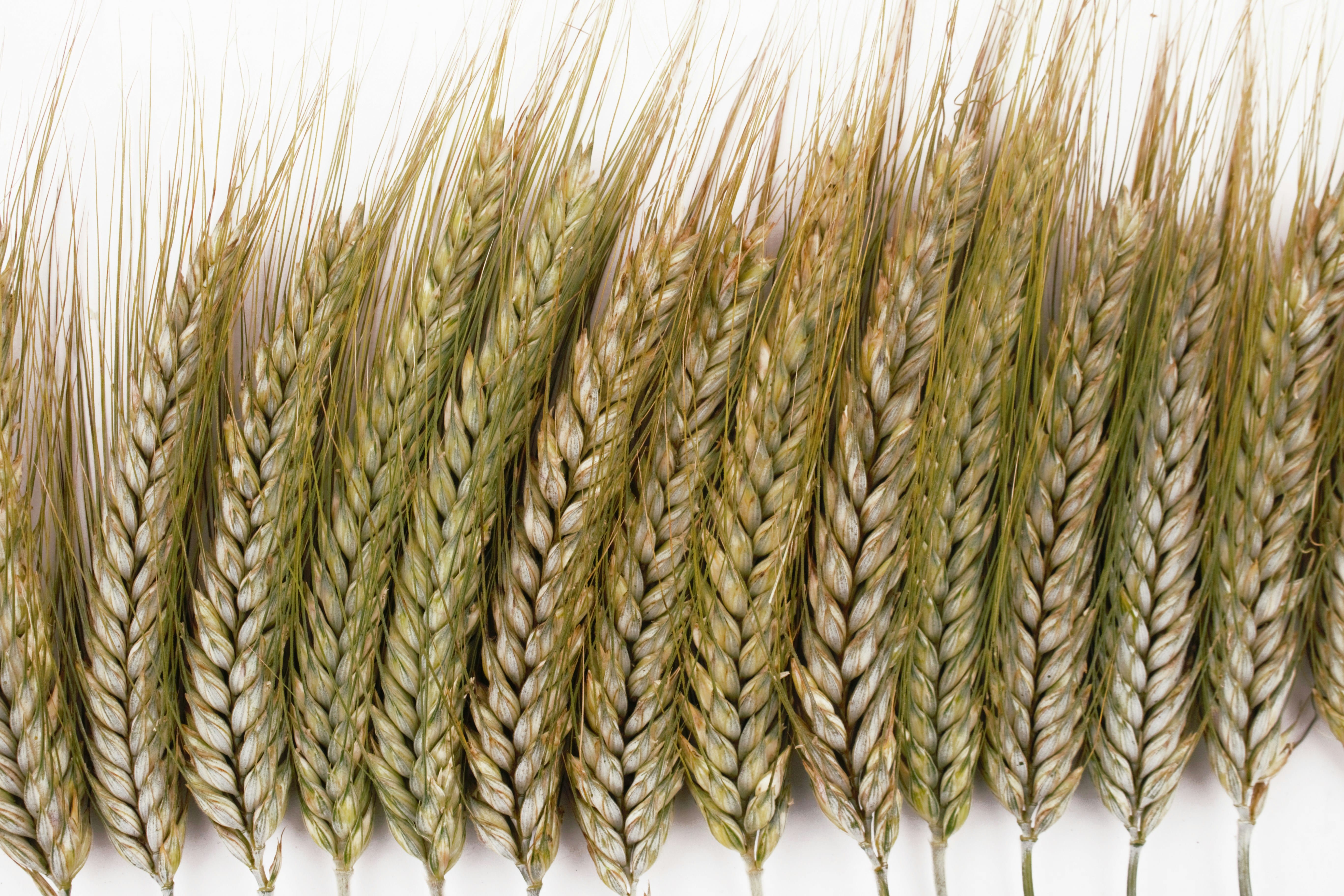 GSK3 stabilizes DOG1L4 to increase wheat seed dormancy