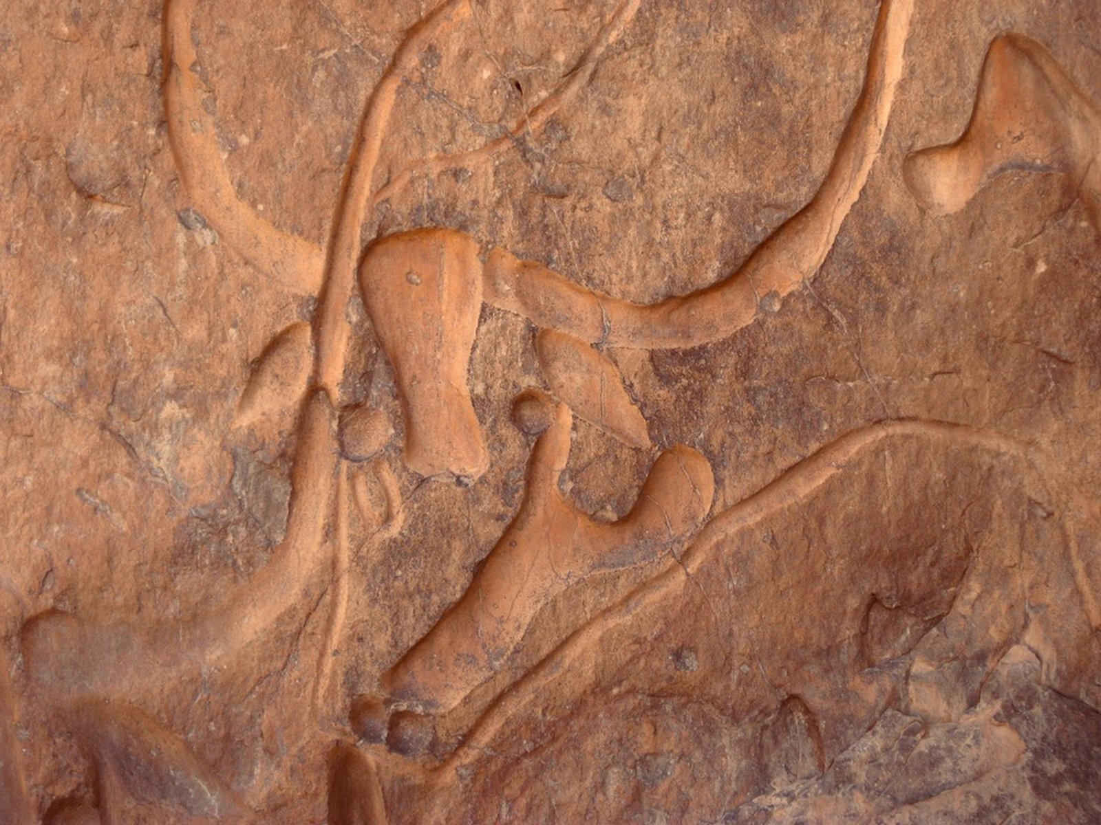 Ancient dog genomes show wide Palaeolithic distribution in western Eurasia