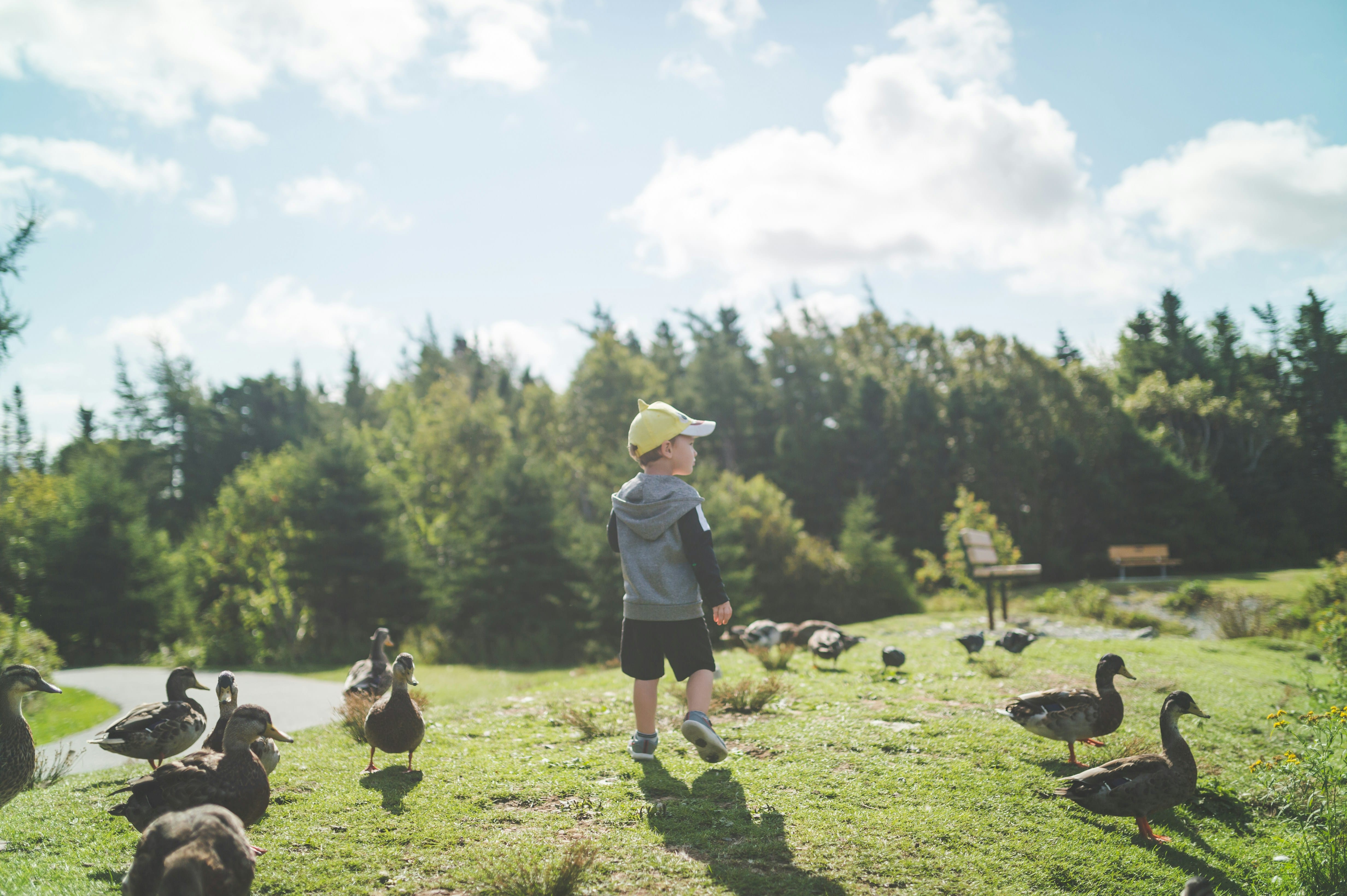 A child in a cap stands in a grassy meadow surrounded by geese and ducks, observing the birds in a natural outdoor setting with coniferous forest trees in the background.
