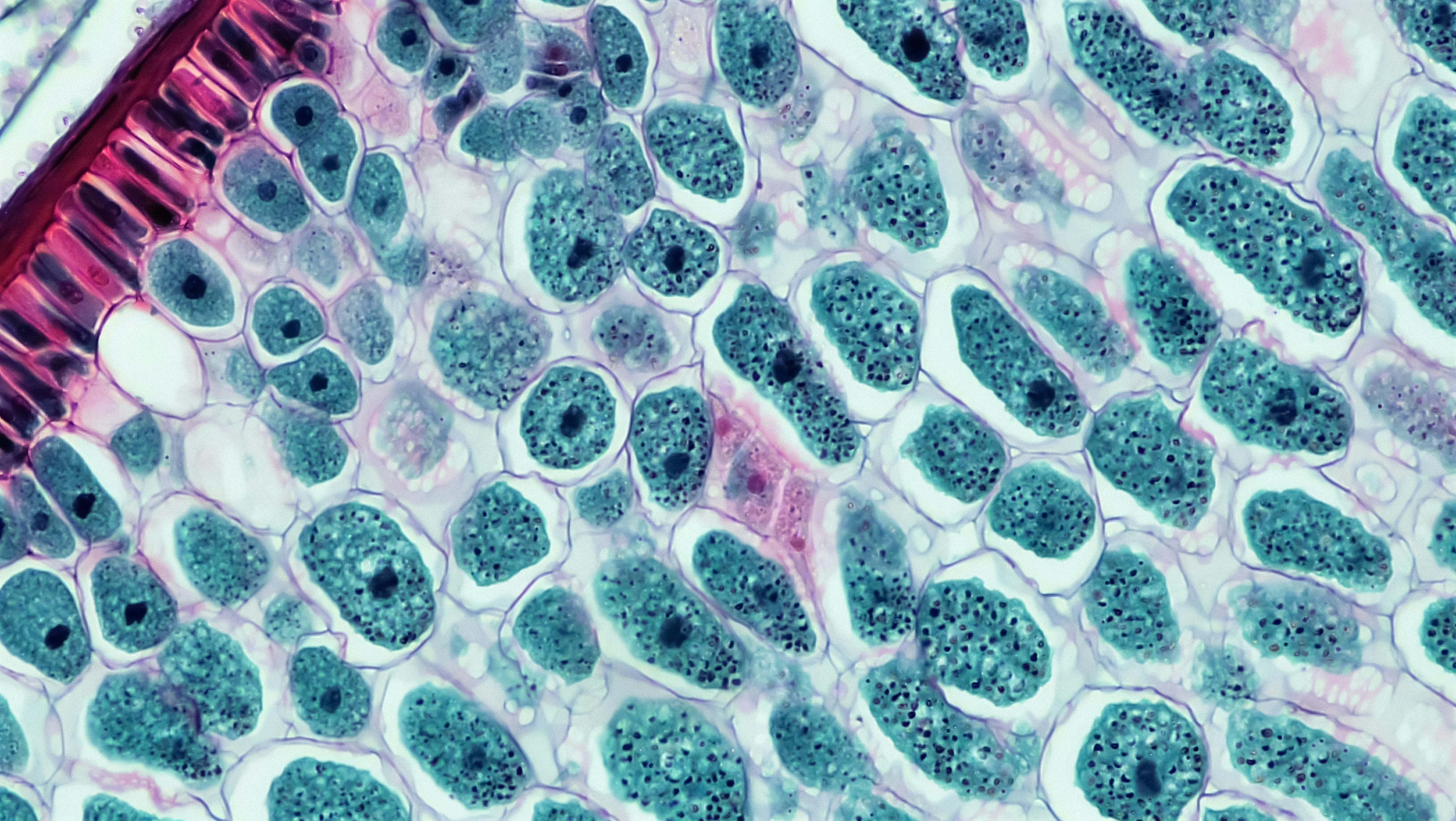Review highlights histone marks in C. elegans embryonic cell cycle