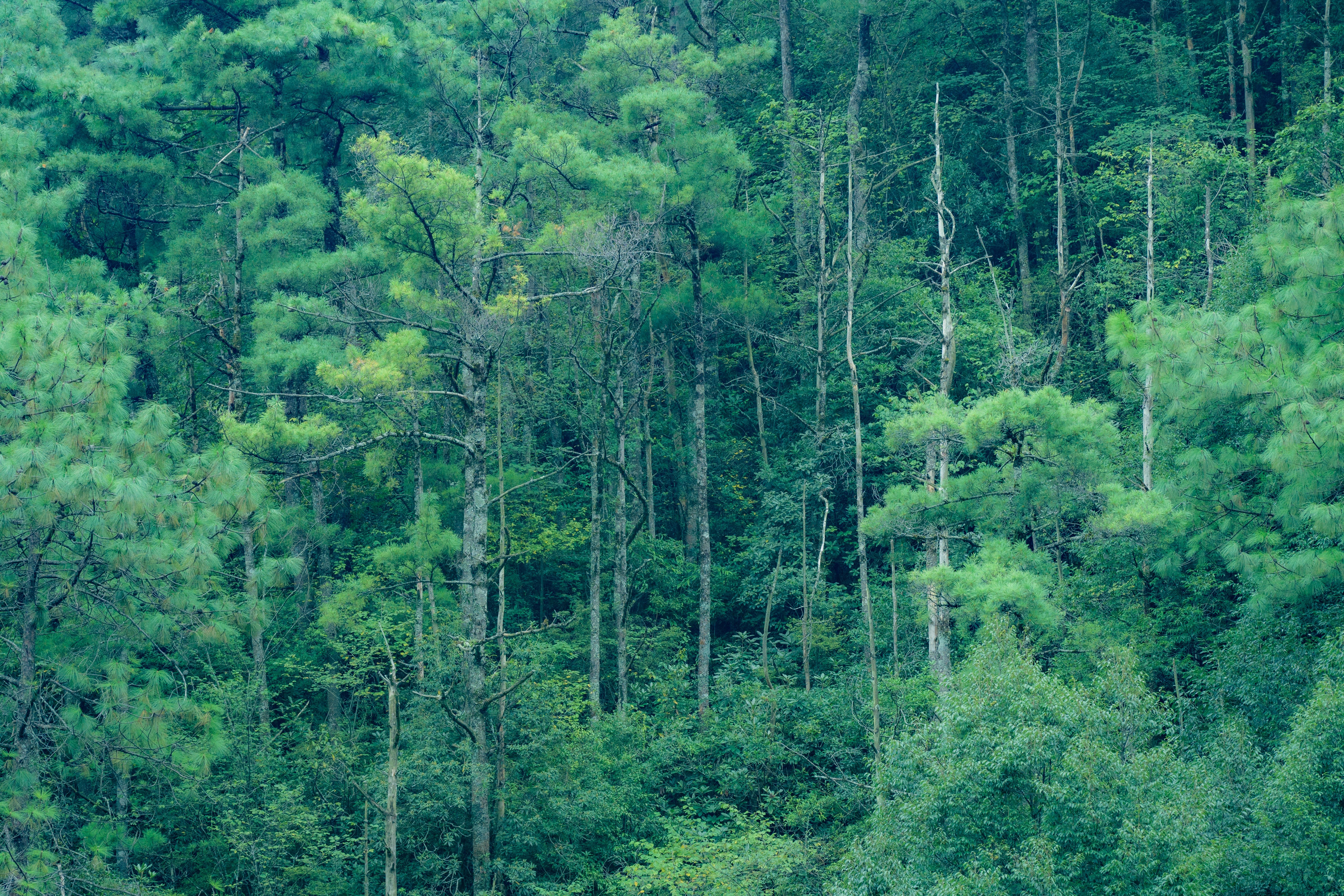 Forest carbon stock changes China’s forestry productivity estimates