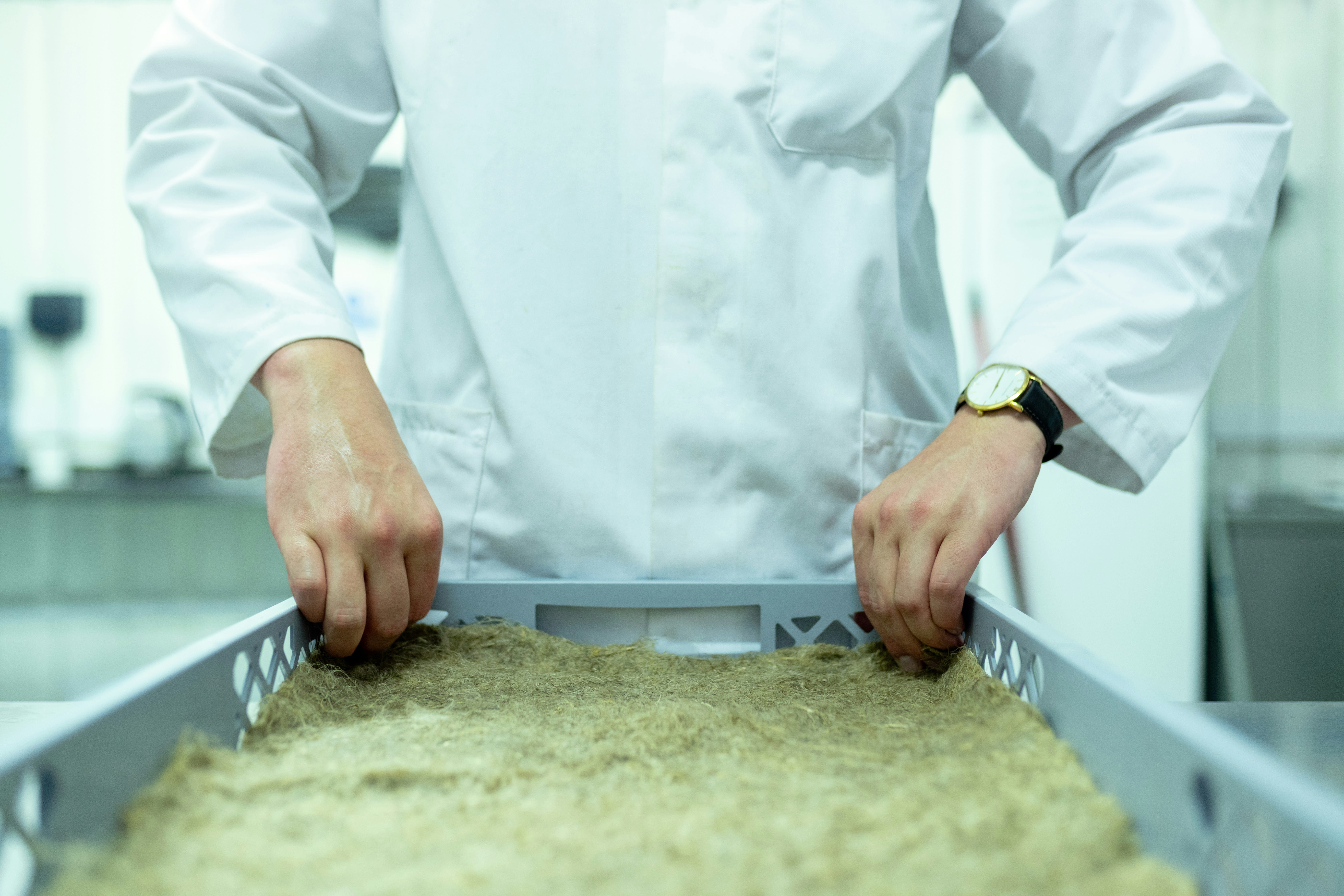 Wheat amino acid digestibility differed across pullet ages