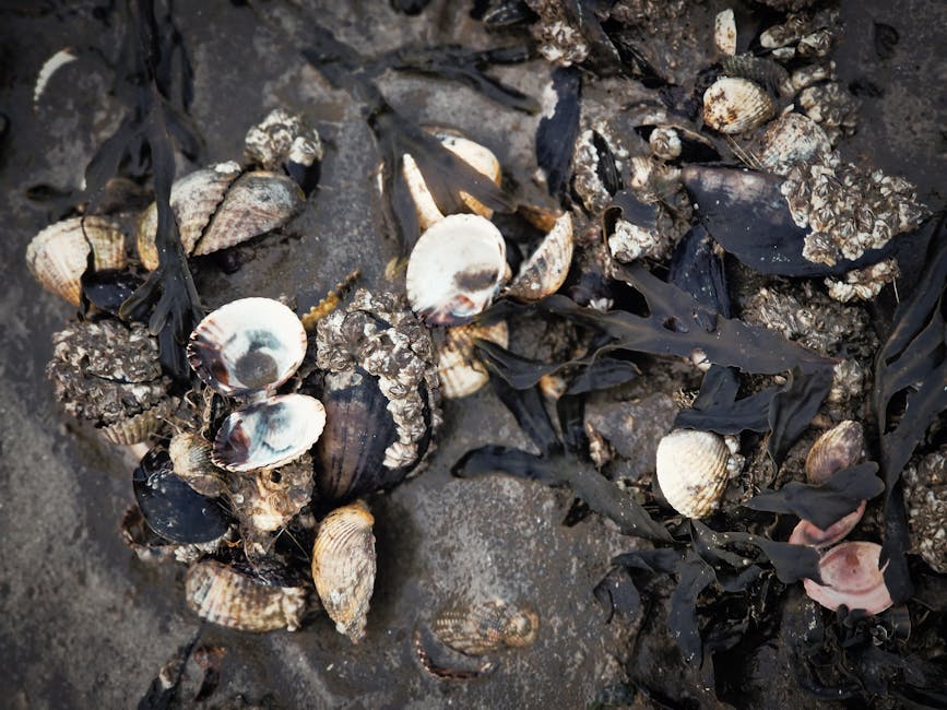 Oysters carried varying levels of freshwater and marine phycotoxins