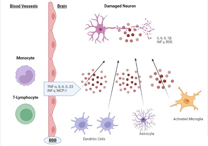 Androgen loss speeds brain tumour growth through HPA activation