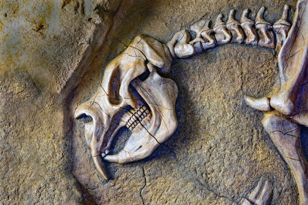 Western Australian fossil koala shown to be distinct species