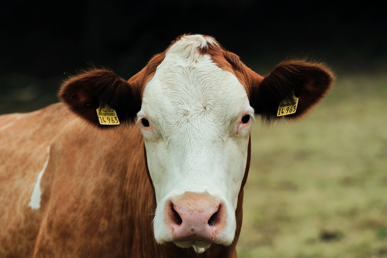 Uruguay program raised some livestock management practices