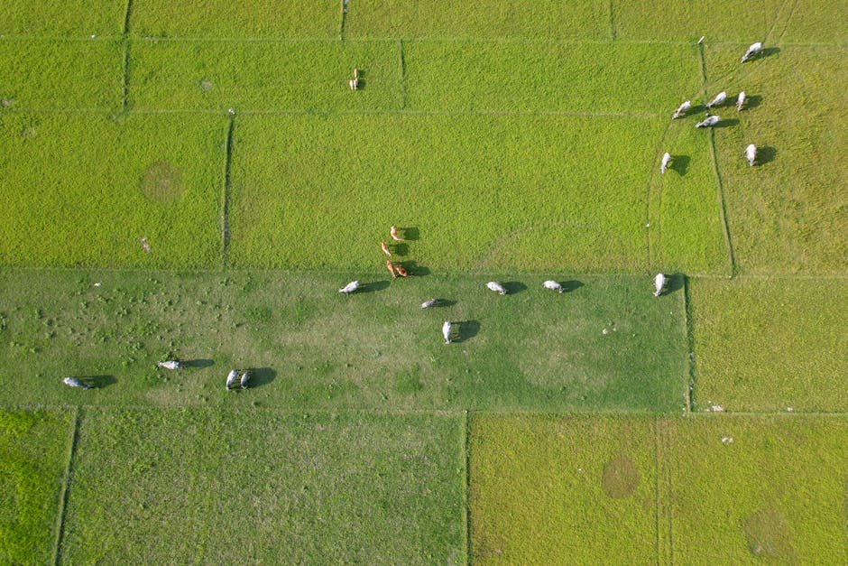 Tenure security linked to sustainable pasture adoption in Colombia