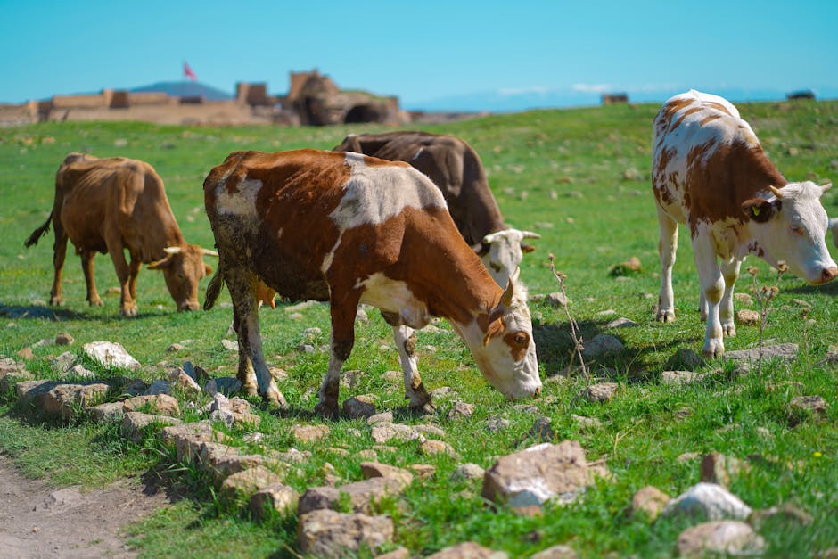 Mexico livestock farms shifted from free grazing to confinement