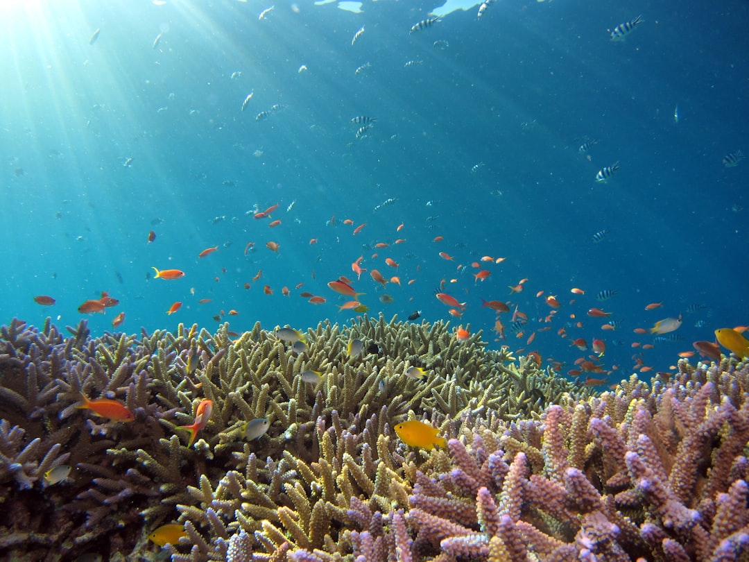 Many Caribbean priority reefs remain unprotected