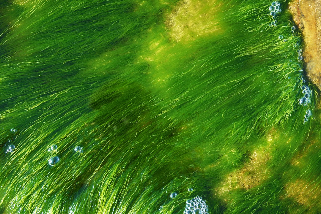 Ocean warming alters sediment microbes and lowers seagrass performance