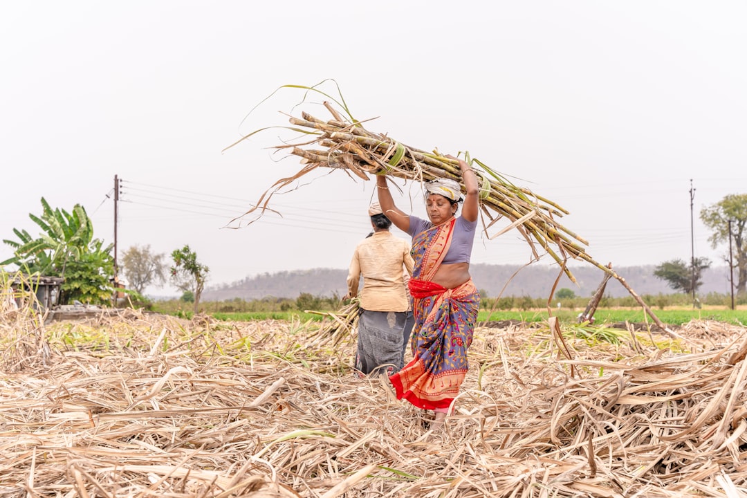 Short stature linked to lower sugarcane worker productivity