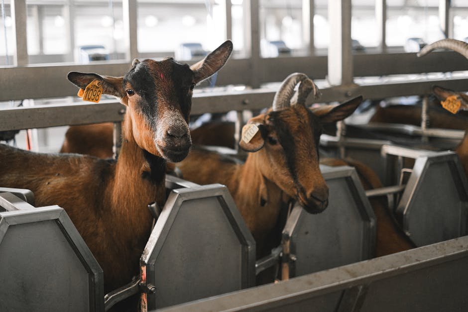 Goat milk showed high bacterial counts in San José samples